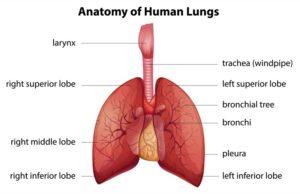 Respiratory system