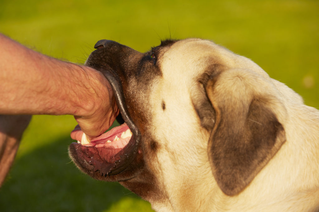 Bites and scratches