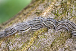 Processionary caterpillars