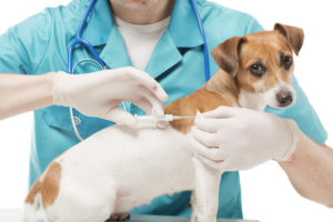 Dog microchipping