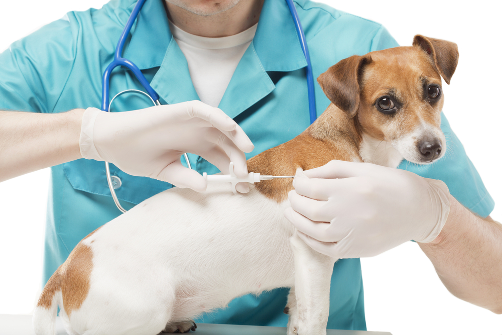 Dog microchipping in England is compulsory from April 2016