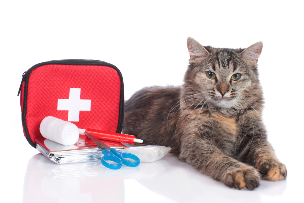 Pet first aid and the law