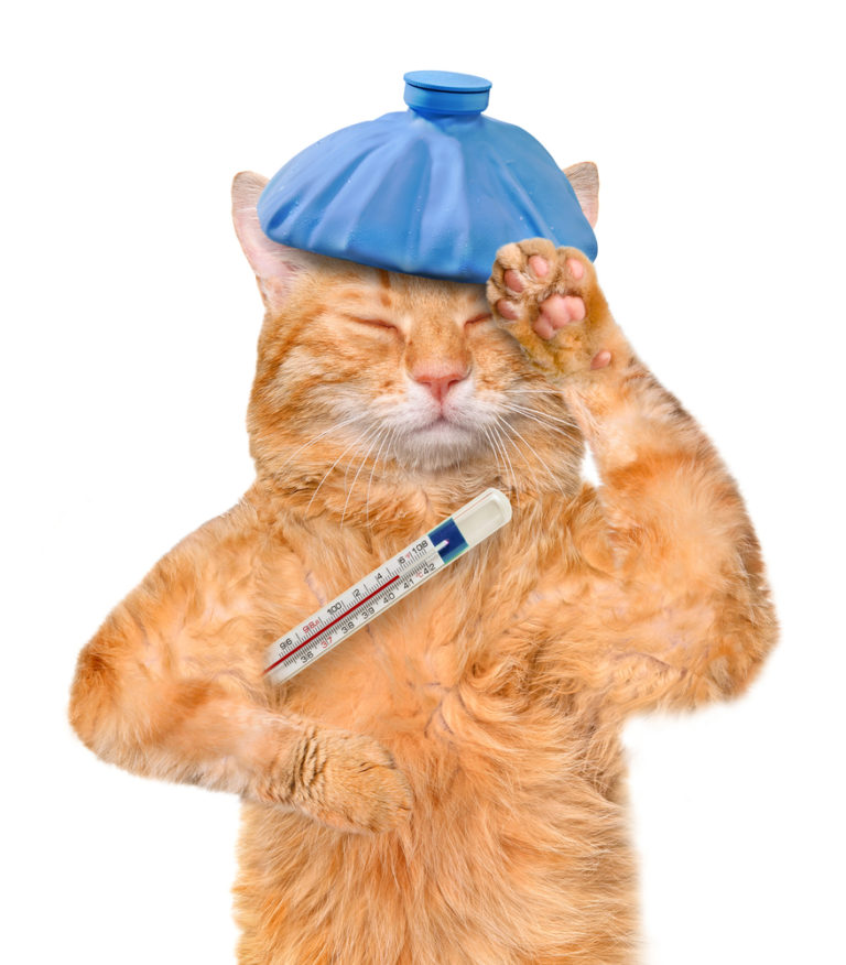 Cat flu has many of the same symptoms as human flu
