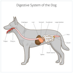 Digestive system 