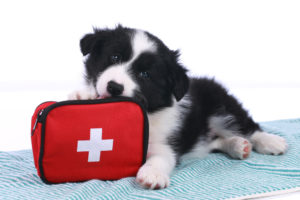 Pet first aid and the law