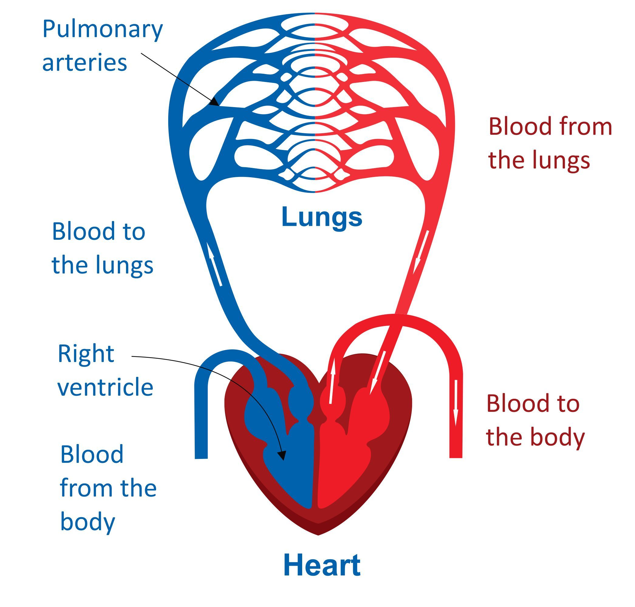Blood Vessels Circulatory System Diagram Labeled | Images and Photos finder