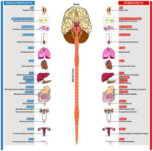 Nervous system