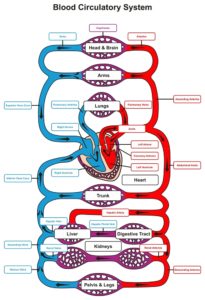 Circulatory system is divided into 3 parts, blood, heart and blood vessels