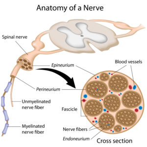 Nervous system is a complex but important system of the body.
