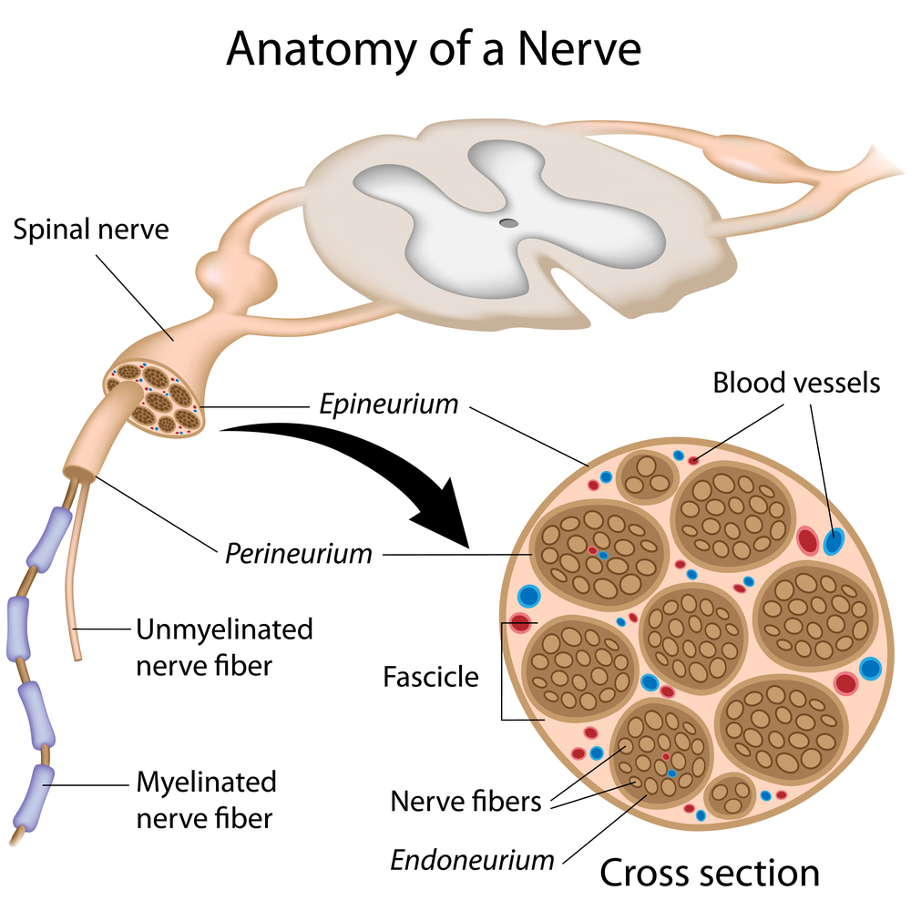 Nervous system is a complex but important system of the body.