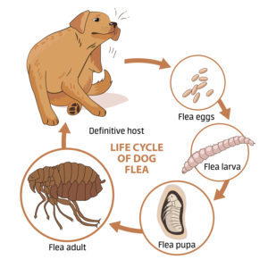 Fleas