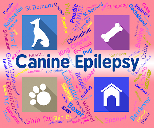 Pet Epilepsy